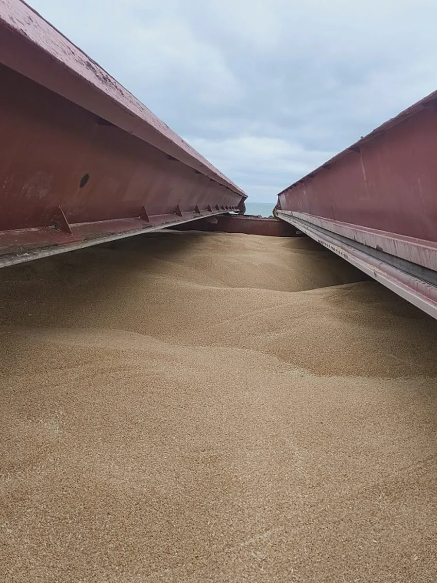 Wheat in a full cargo hold